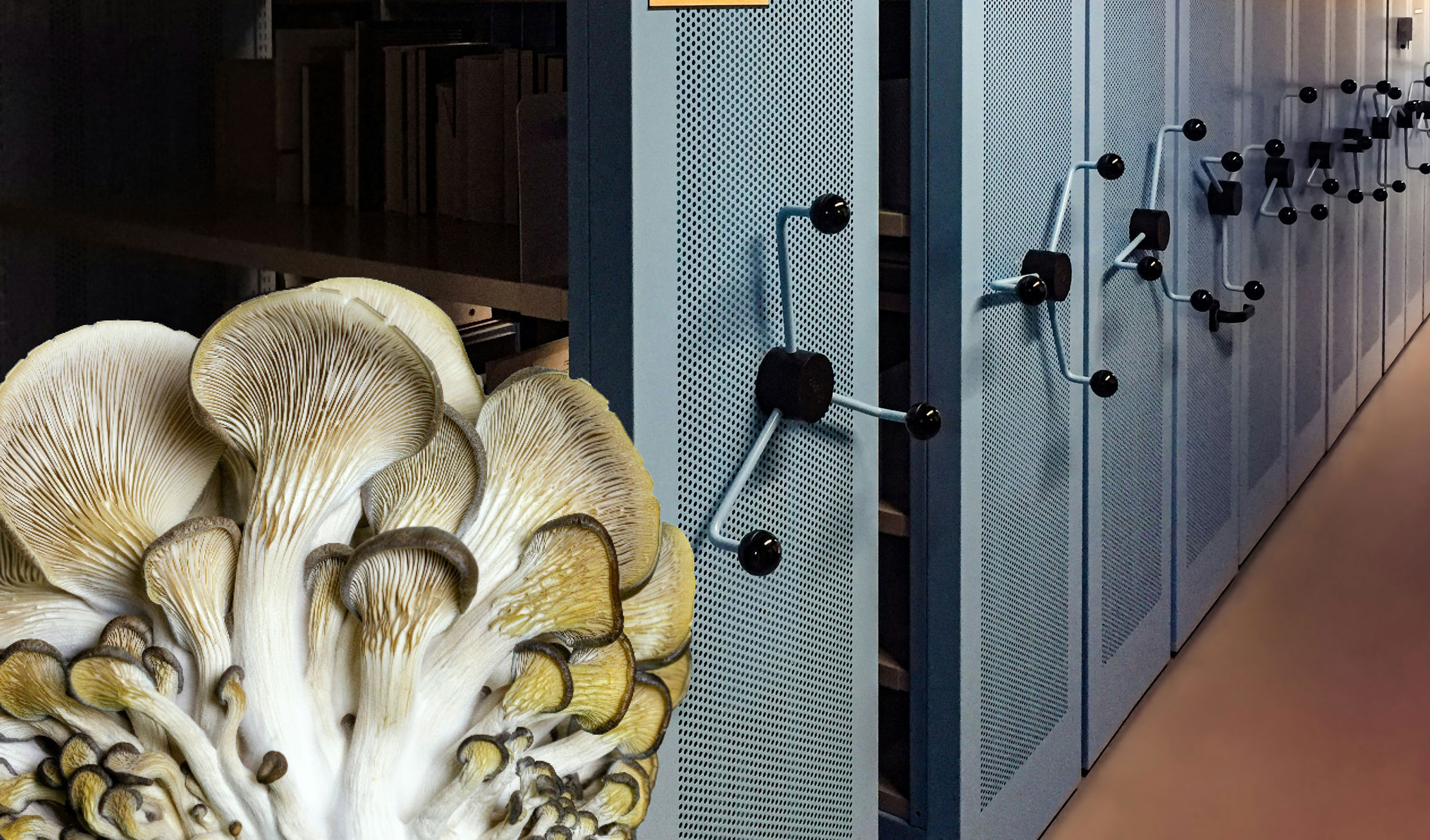 Des champignons dans les archives : un sinistre mal géré